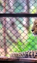 leopard pexels jpeg