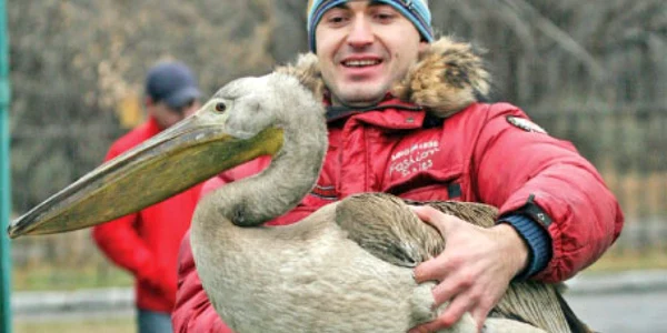 În vârstă de un an, pelicanii nu şi-au pierdut încă penajul gri. Abia mai târziu le vor apărea penele roz 