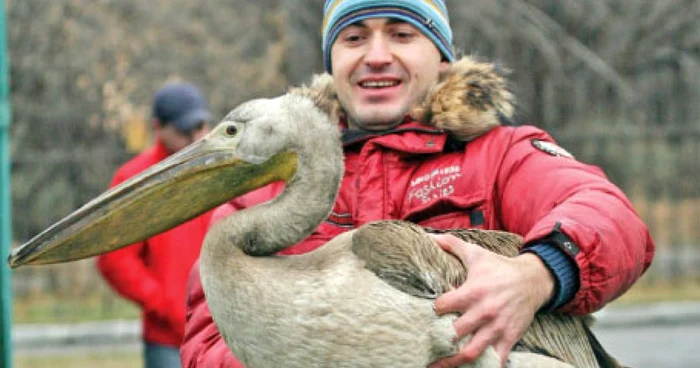 În vârstă de un an, pelicanii nu şi-au pierdut încă penajul gri. Abia mai târziu le vor apărea penele roz