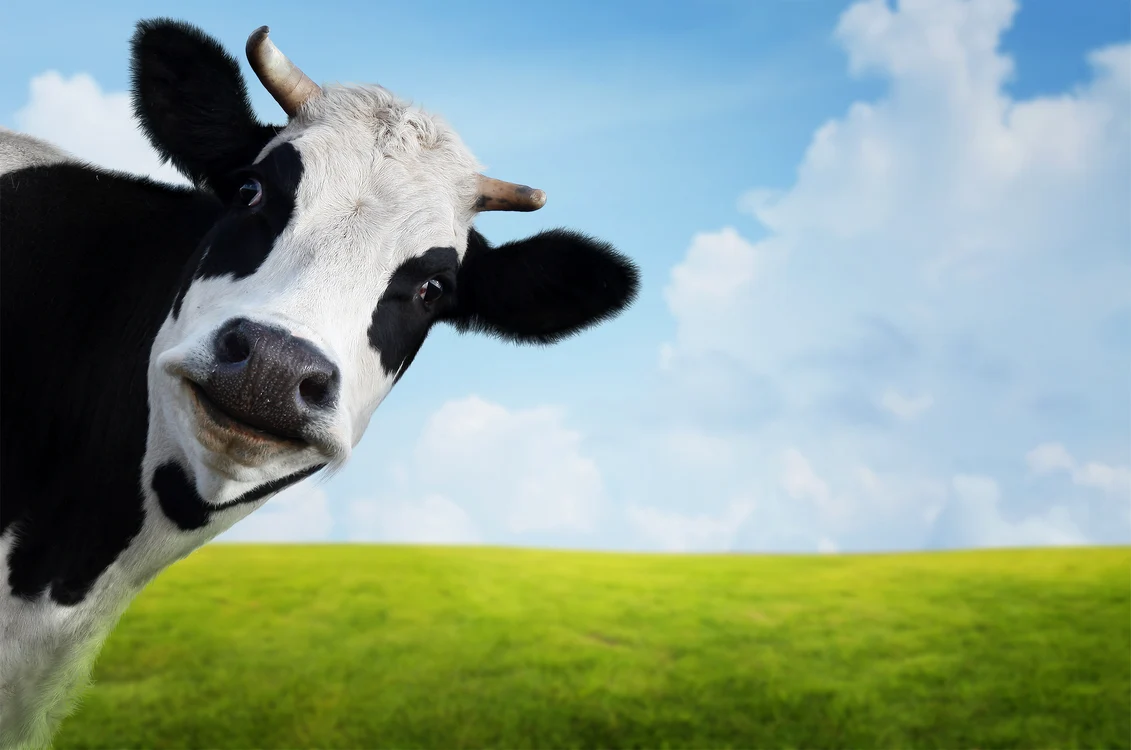1 vaca jpg jpeg