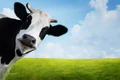 1 vaca jpg jpeg