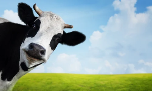 1 vaca jpg jpeg