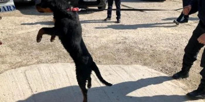 Câinii vor merge la Centrul Chinologic din Sibiu pentru a dobândi deprinderile necesare. Foto IJJ Argeş