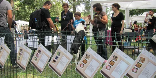 Plai 2013 -Ziua a 3-a Foto