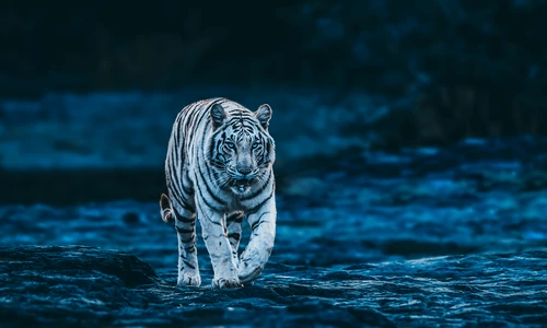 3 shutterstock 2008154891 jpg jpeg