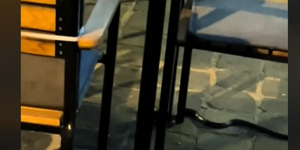 Un șarpe a speriat clienții unei terase din Brașov   Captură Video png
