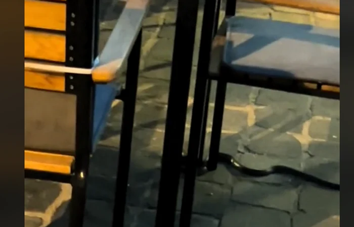Un șarpe a speriat clienții unei terase din centrul orașului Brașov - Captură Video
