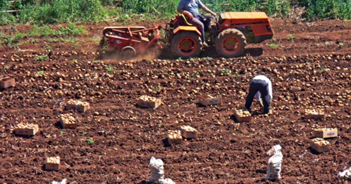 Agricultorii îşi pot ridica compensaţiile FOTO Adevărul