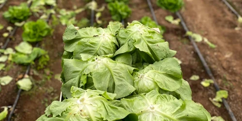 Legume produse în „Grădina din Băleni”. FOTO