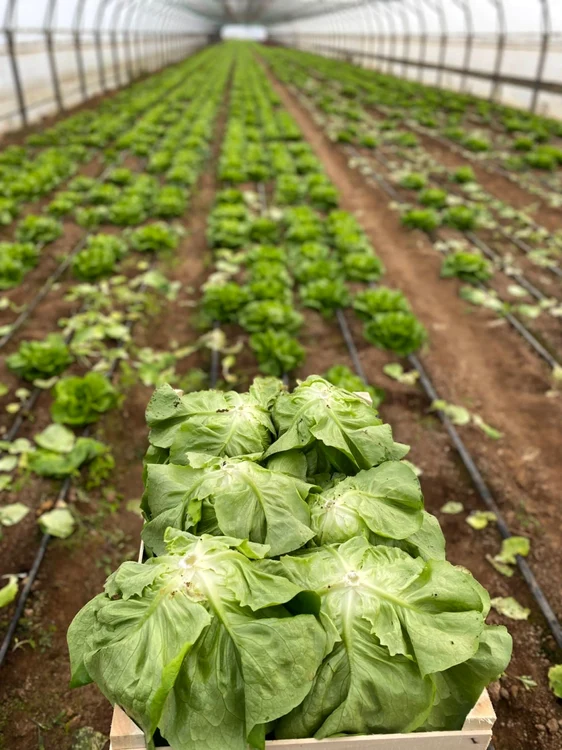Legume produse în „Grădina din Băleni”. FOTO: Facebook