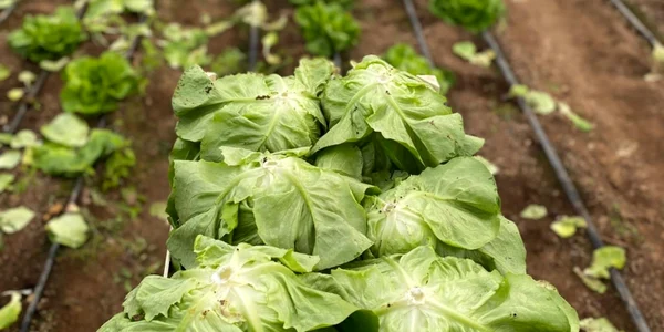 Legume produse în „Grădina din Băleni”. FOTO