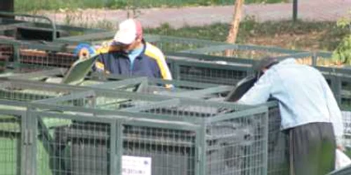 Neamt: Pubele vandalizate de „gospodari“