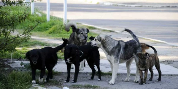 Mama şi fetiţa ei au fost muşcate de doi câini (Foto Arhivă)