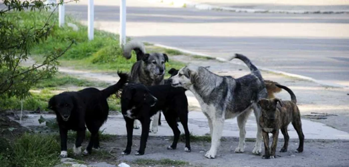 Mama şi fetiţa ei au fost muşcate de doi câini (Foto Arhivă)