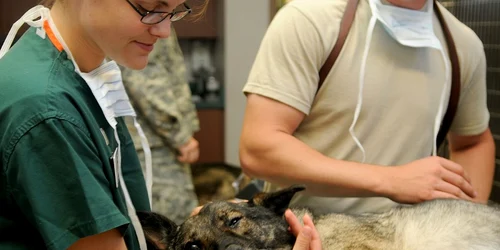 veterinar foto pixabay jpg