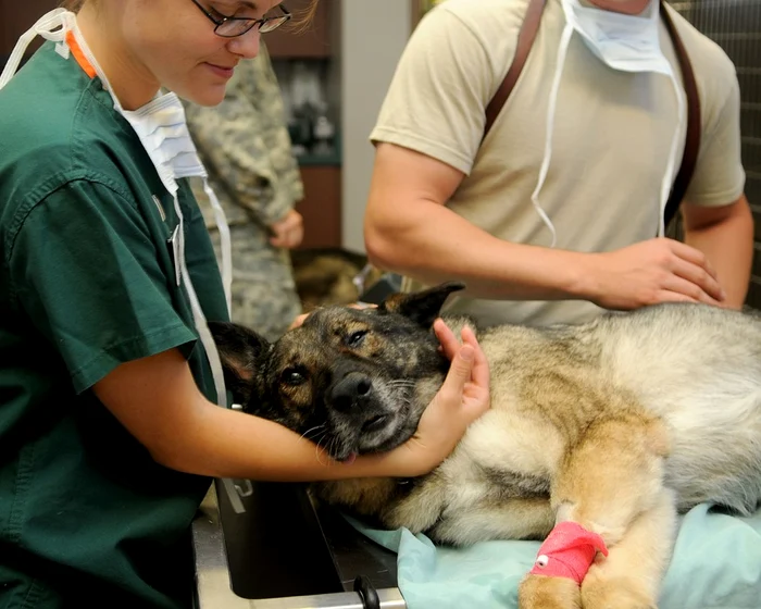 În Olt, o nouă generație de tehnicieni veterinari va fi disponibilă peste patru ani FOTO: Pixabay