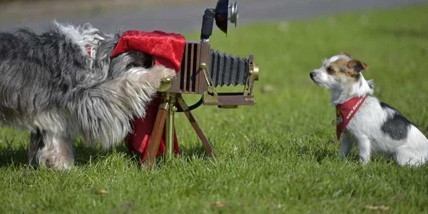 Câini dresaţi Tom Tom (S) şi  Jo Jo repetă o scenă cu camera de filmat la o prezentare pentru spectacolul de câini şi pisici în Dortmund Germania FOTO AP