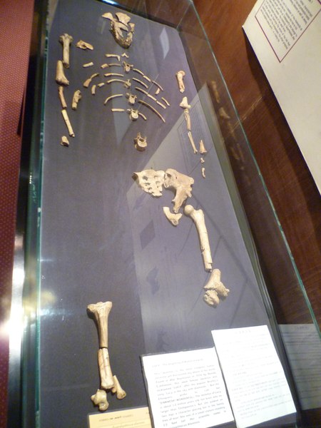 Cine a fost Lucy, strămoșul nostru îndepărtat. Descoperirea care a zguduit lumea științifică