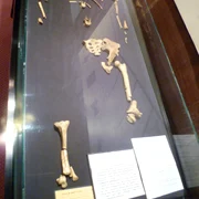 Lucy (Australopithecus) National Museum of Ethiopia jpg