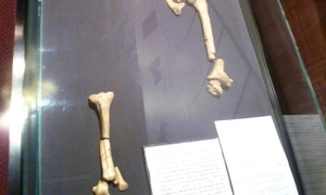 Lucy (Australopithecus) National Museum of Ethiopia jpg