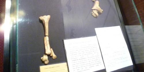 Lucy (Australopithecus) National Museum of Ethiopia jpg