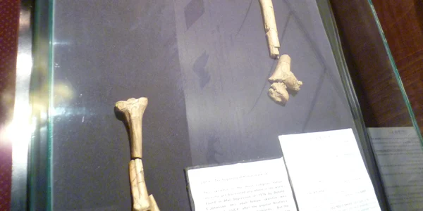 Lucy (Australopithecus) National Museum of Ethiopia jpg