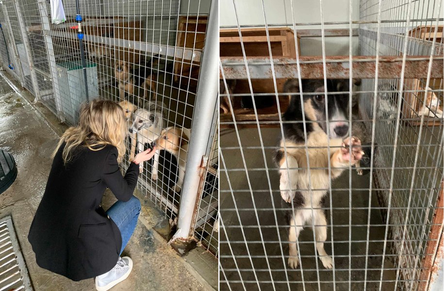 Îndemn la adopție și sterilizare de Ziua Animalelor fără Stăpân. Orașul în care nu sunt o problemă
