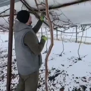 Solarii afectate de zapada la Glodeanu Sarat, februarie 2026 mp4 thumbnail png