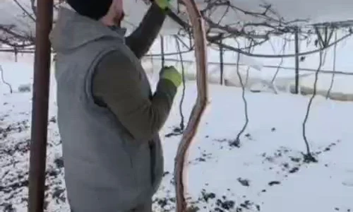 Solarii afectate de zapada la Glodeanu Sarat, februarie 2026 mp4 thumbnail png