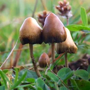 Psilocybe semilanceata 6514 jpg