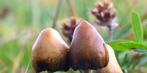 Psilocybe semilanceata 6514 jpg