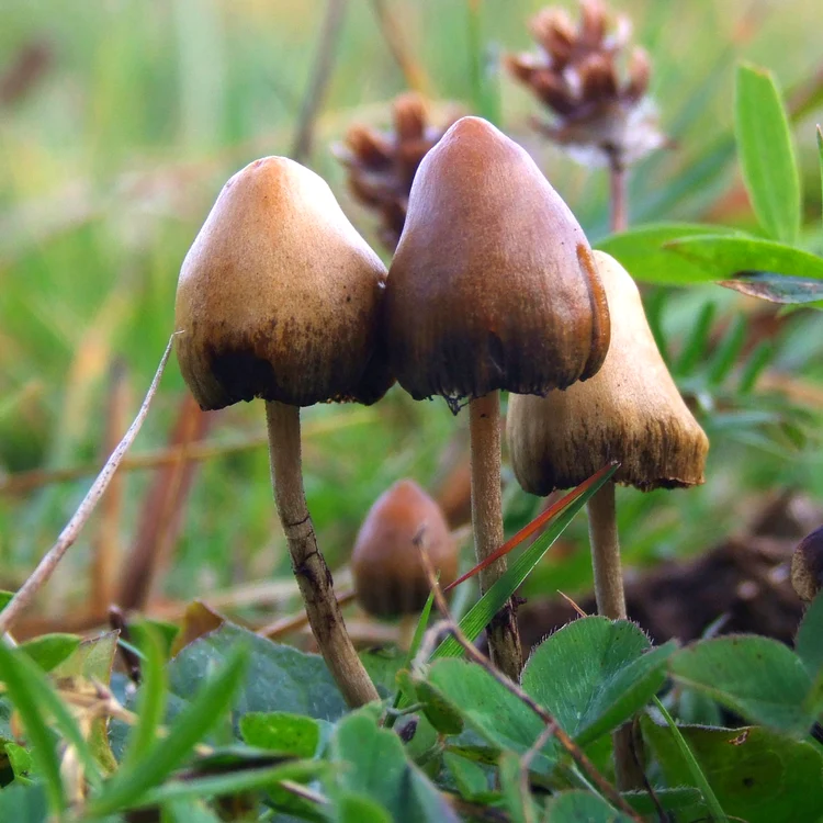 Ciuperci Psilocybe FOTO wikipedia