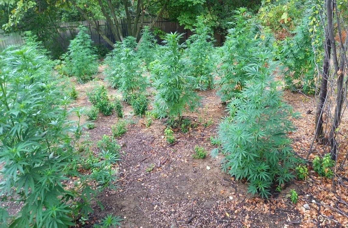 
    Plantele mici au fost găsite de polițiști în casă, ținute sub lămpi speciale de creștere  