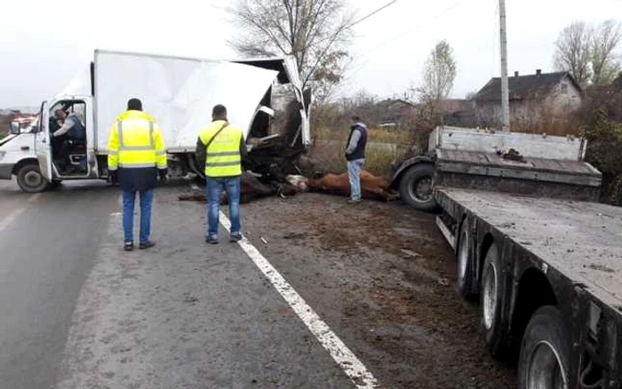 Şase vaci au murit în urma accidentului de pe şoseaua de centură