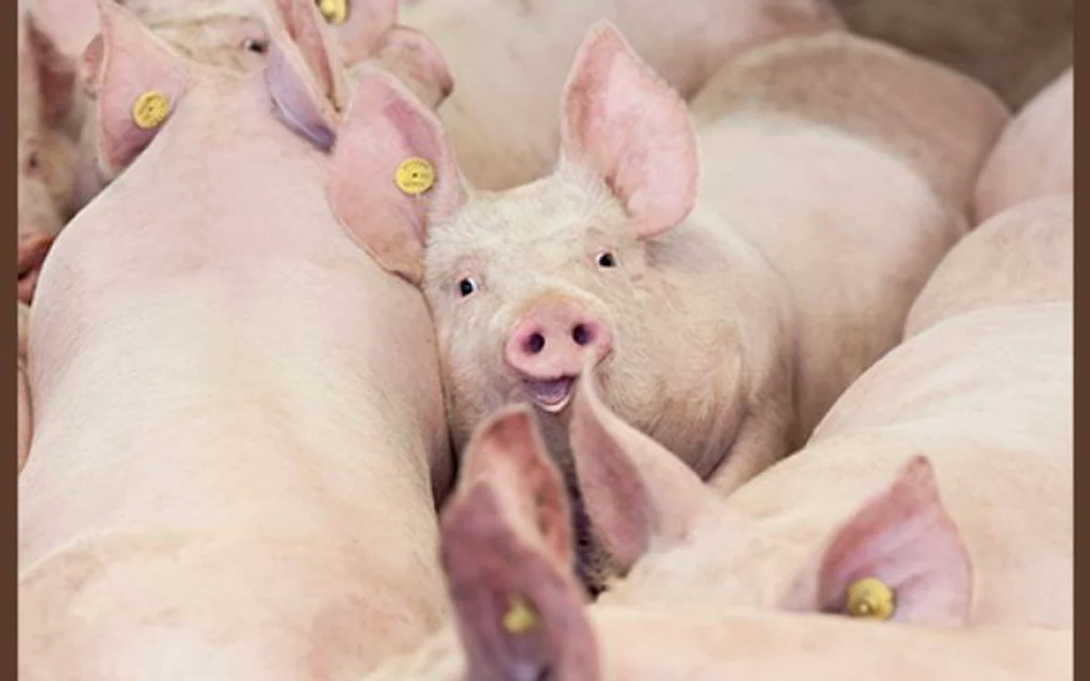 Animalele din gospodărie au fost sacrificate FOTO Arhivă