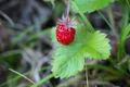 strawberry 4441380 1280 jpg
