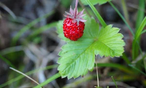 strawberry 4441380 1280 jpg