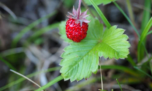 strawberry 4441380 1280 jpg