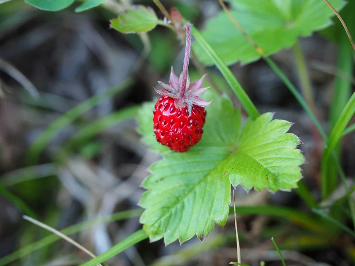 Secretele cultivatorilor pentru căpșuni cu rod prelungit / foto: Pixabay