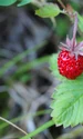 strawberry 4441380 1280 jpg