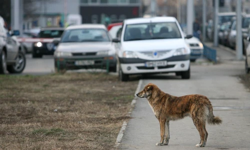 1 49287 original jpg jpeg