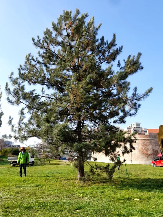 Copacul a ajuns în Cetatea Oradea FOTO L.G.