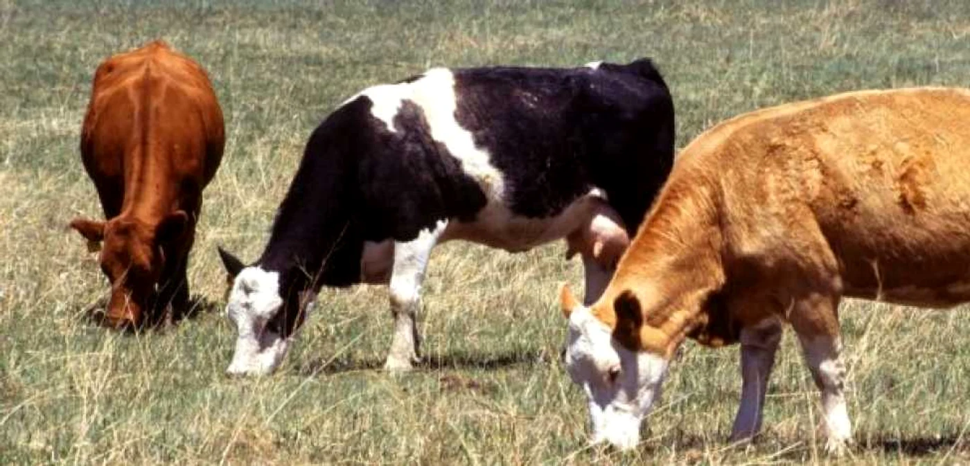 Arhivă