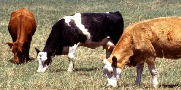 Arhivă
