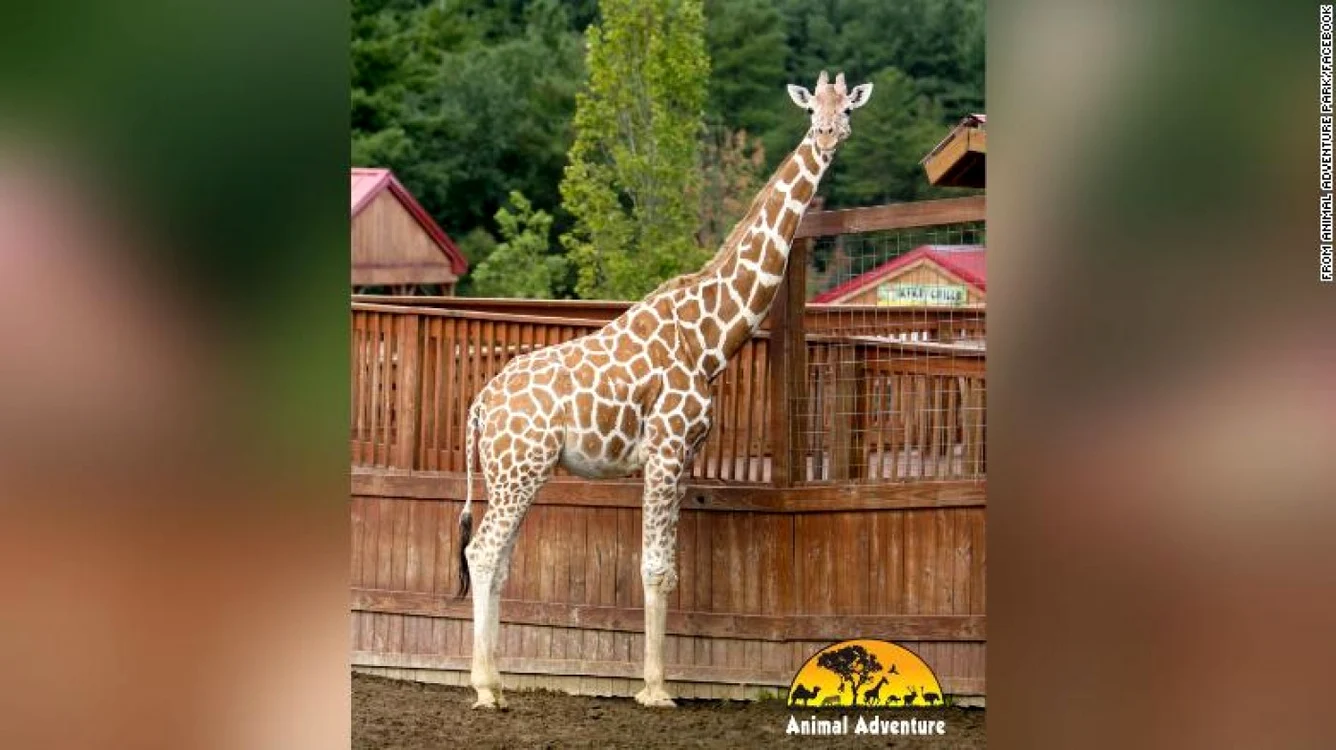 Girafa April a murit la vârsta de 20 de ani FOTO via CNN