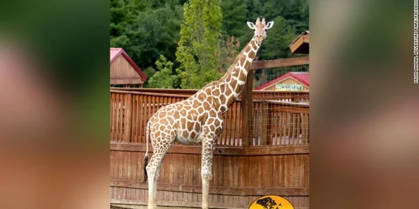 Girafa April a murit la vârsta de 20 de ani FOTO via CNN