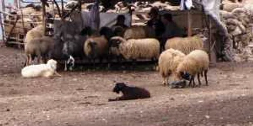 Ciobanii i-au bătut cu bâtele pe cei trei fraţi.Foto arhivă