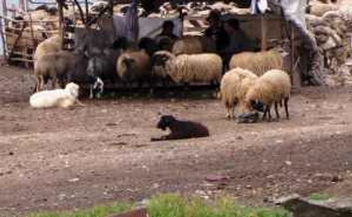 Ciobanii i-au bătut cu bâtele pe cei trei fraţi.Foto arhivă