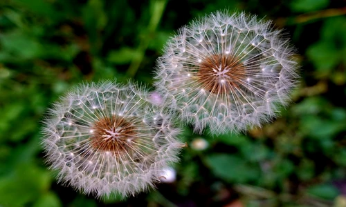 1 81535 original jpg jpeg