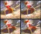 8 rabbit jpg jpeg
